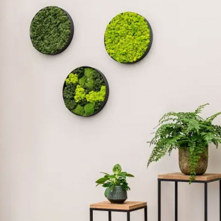 Grüne Wand von FLOREANA